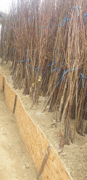 Butasi vita de vie si pomi fructiferi