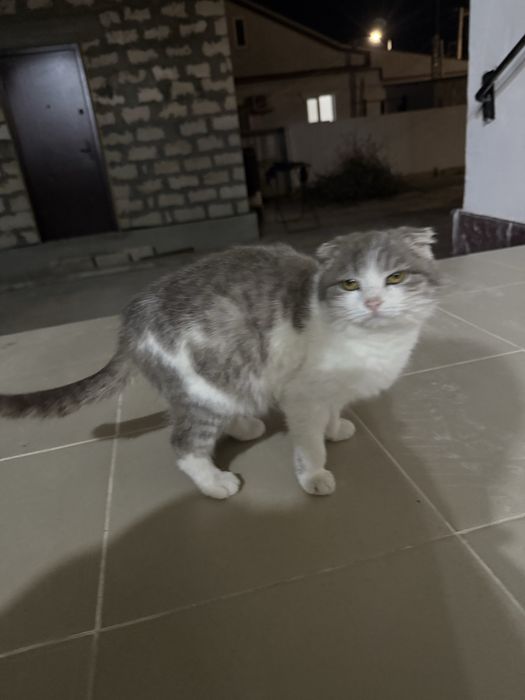 Отдам на добрие руки