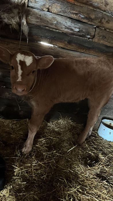 Продам теленка бычек.