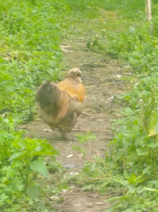 Vind cocos de mătase 100 de lei negociabil