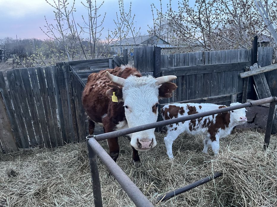 Қара мал сатылады, 3 бас сиыр, 2 бас бұзау