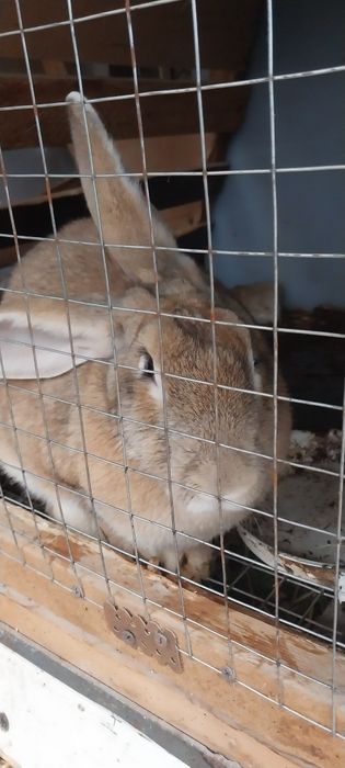 Продаётся кролики куйон сотилади