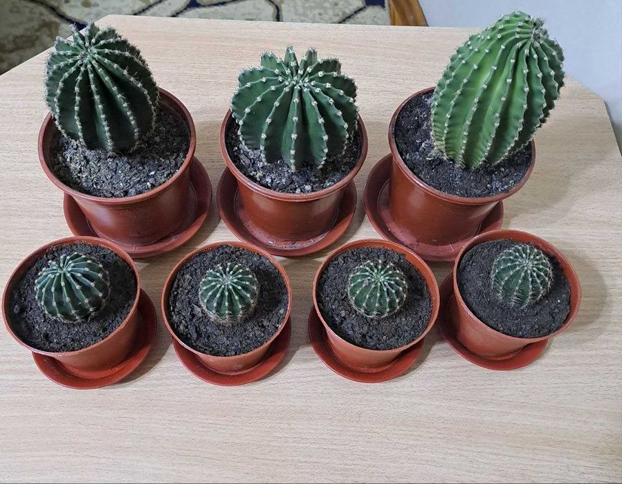 Продаю  Кактусы оптом