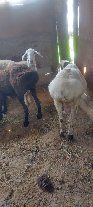 Продам срочно бараны