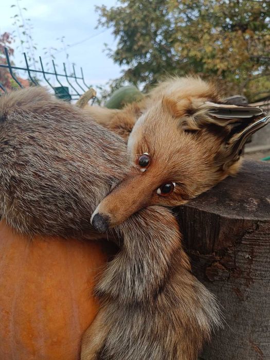 2 бр. лисици и 1бр. опашка от лисица