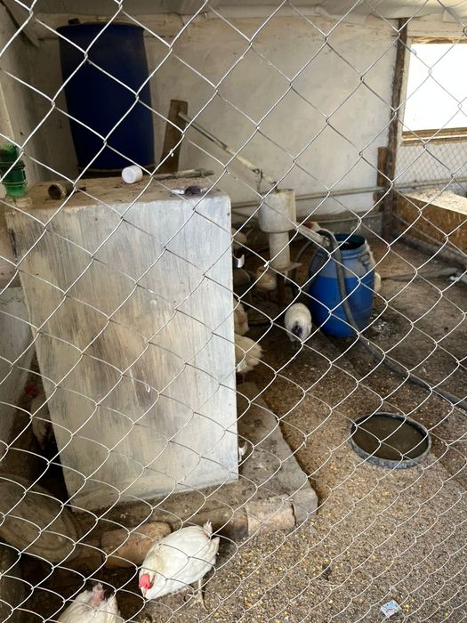 мини фабрика можно  как КХ