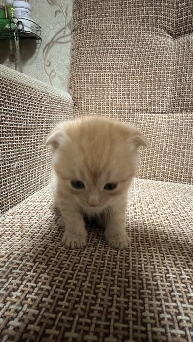 Вислоухие котята