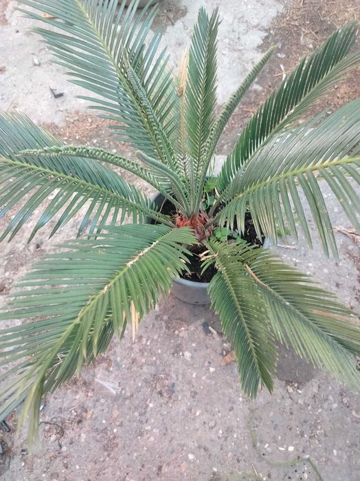 Palmier cycas în ghiveci