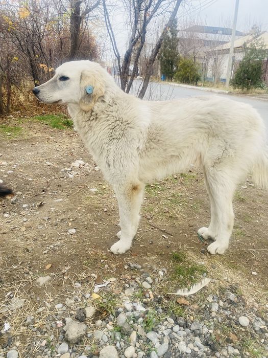 В добрые руки пристраиваю