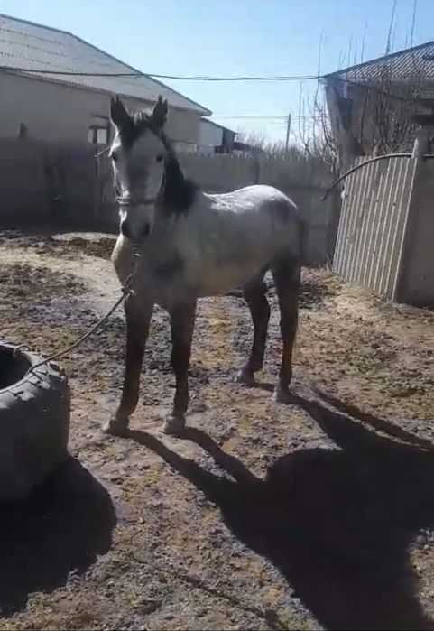 Жылқы сатылады, 8 жасар. .