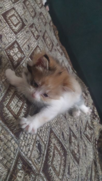 Продам котят  веслоухие