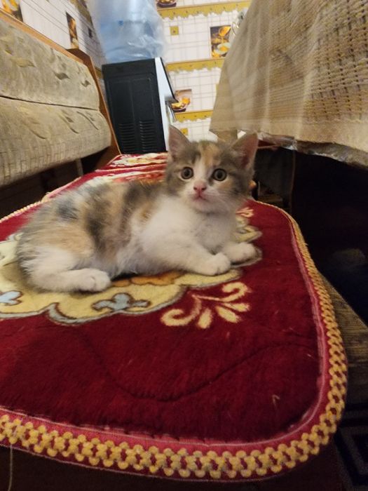Отдам котят в добрые руки