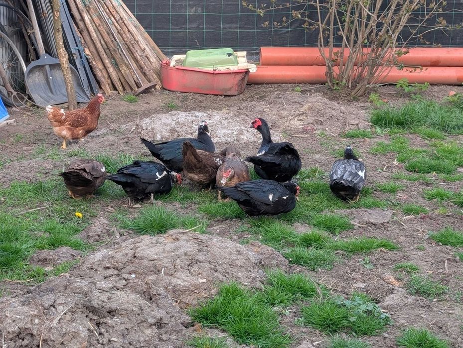 oua rata leseasca (muta) pentru incubare