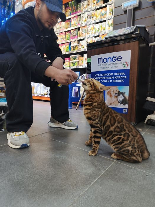 Катенька смешанная парода бенгал с шотландская веслоухой