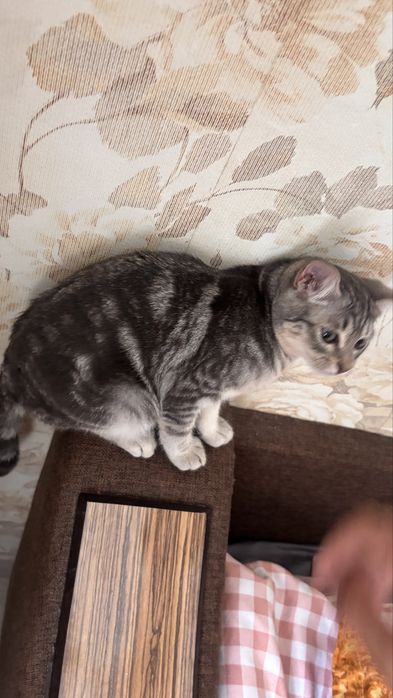отдам котика в хорошие руки