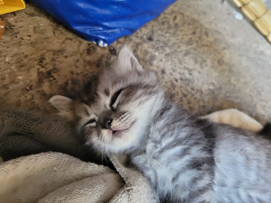 Котята от элитной кошки