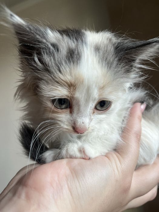 Котёнок в добрые руки, ищет дом