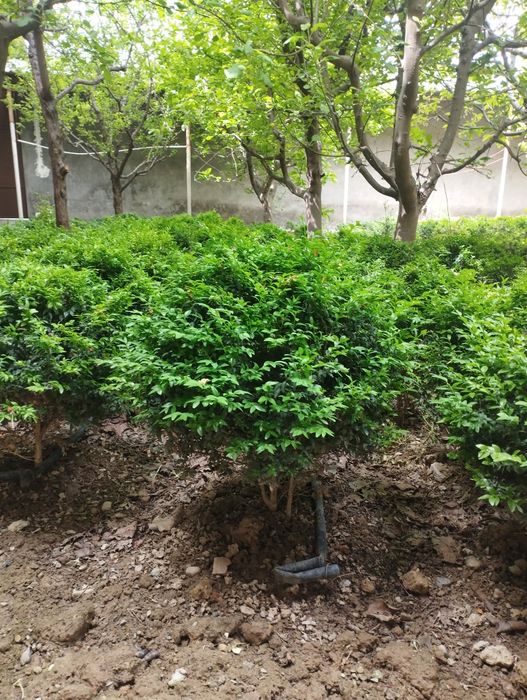 5 yillik shamshod kochatlari