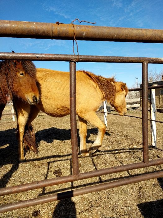 Продам жерёбых кобыл и тайчиков