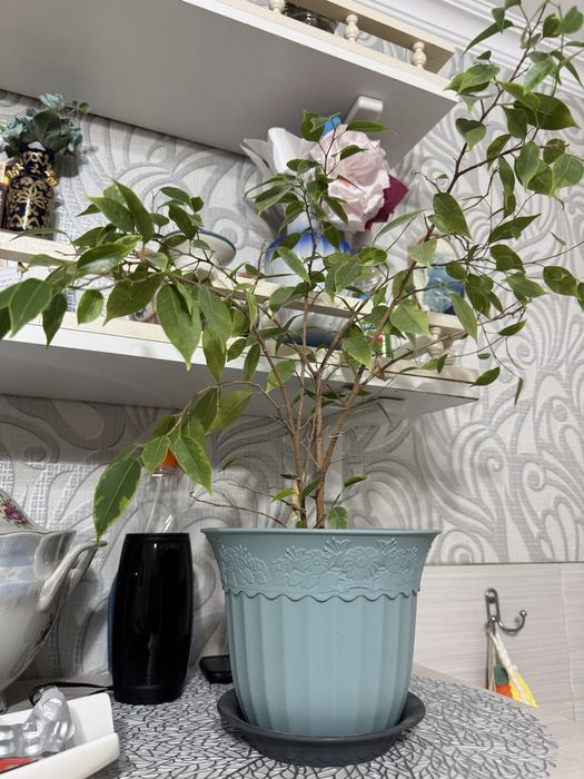 Цветы/Комнатные растения