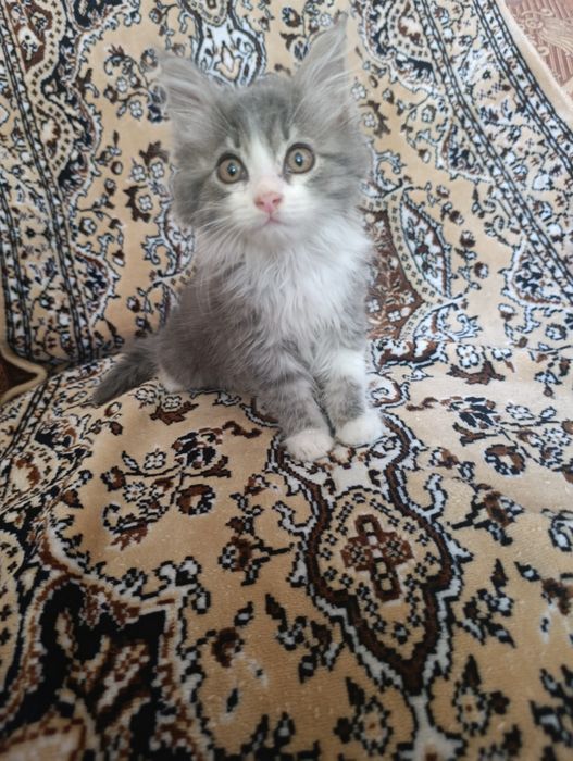 Продается котенок