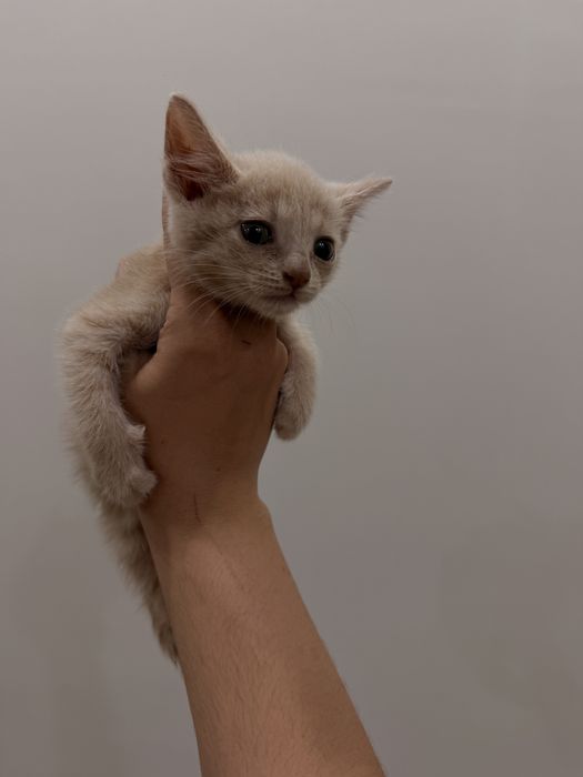 Отдам даром Котенок девочка