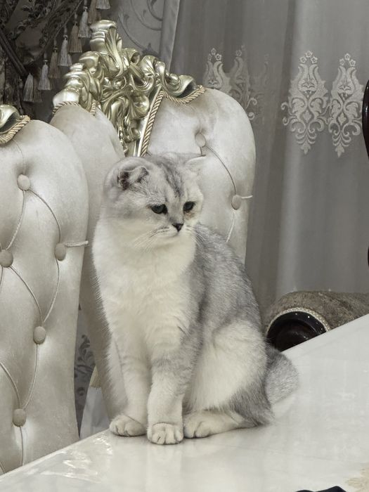 Продаюся Бритаская шиншилла чисто кровь