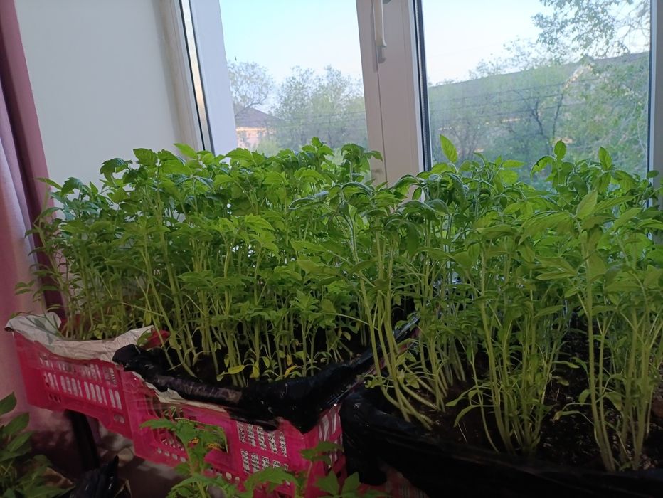 Продам рассаду помидор, баклажан, перца