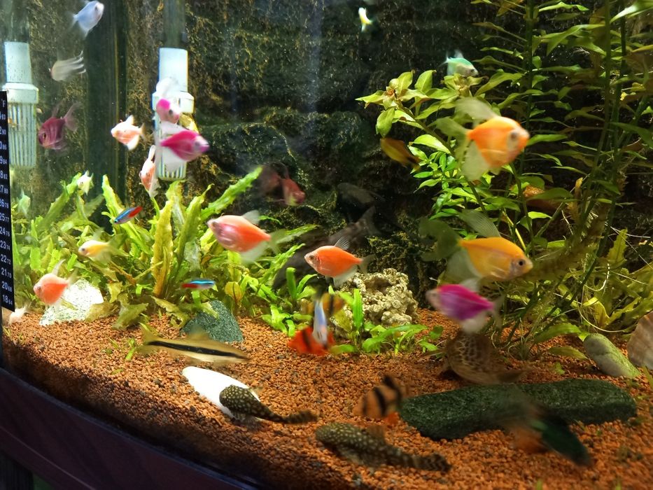 Pesti ,plante și acvarii