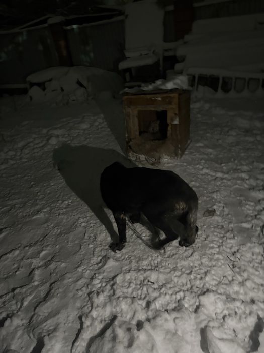 немецкая овчарка .