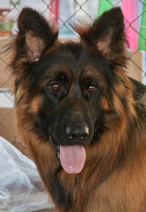 Вязка  немецкой овчарка длинношорстной