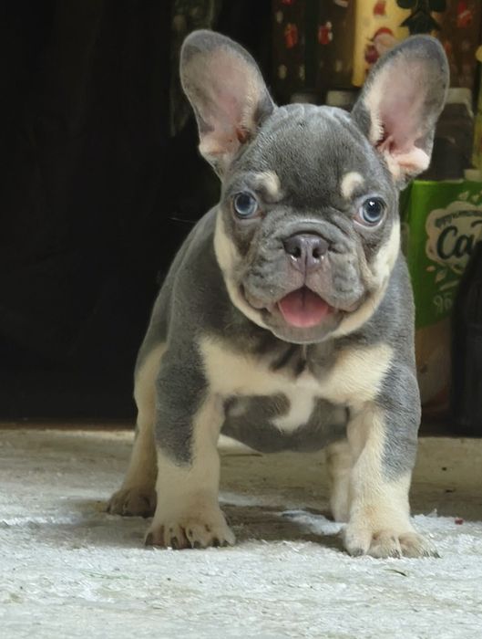 Очаровательная девочка