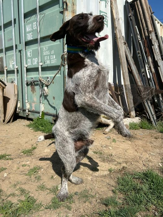 Продам охотничьи Дратхаар