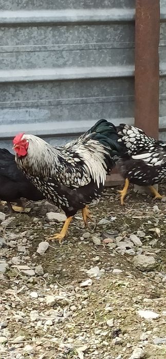 Виандот Петух, куриц нету