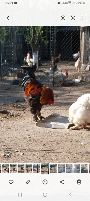 Oua pui Brahma, Mai am si alte rase!
