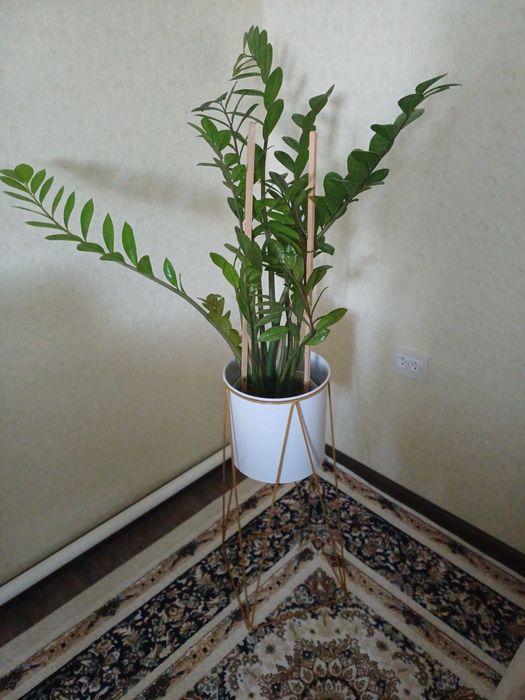 Замиокулькас(долларовое дерево)