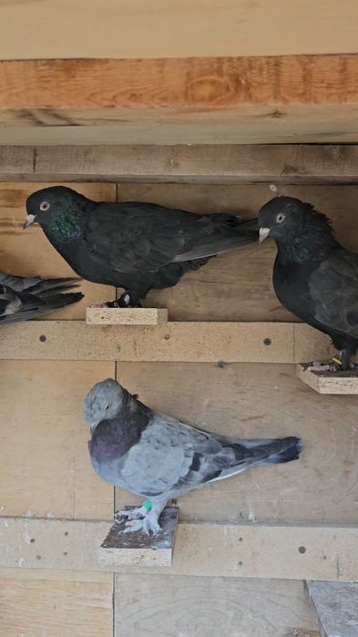 Голуби такла молодняк