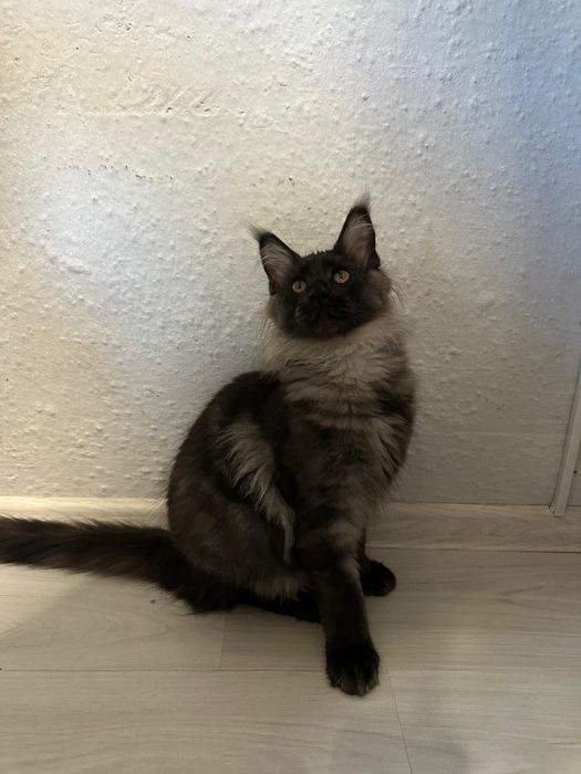 Maincoon  cu părinței champions
