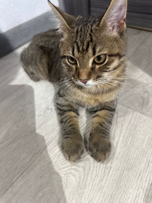 Котенок 4 месяца Бесплатно