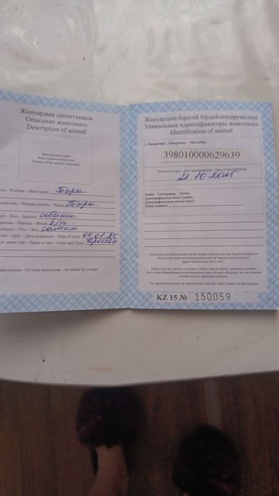 Девочка по кличке Торнадо ,ласково Тора