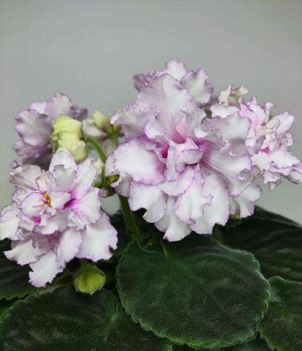 Срезы сортовых фиалок