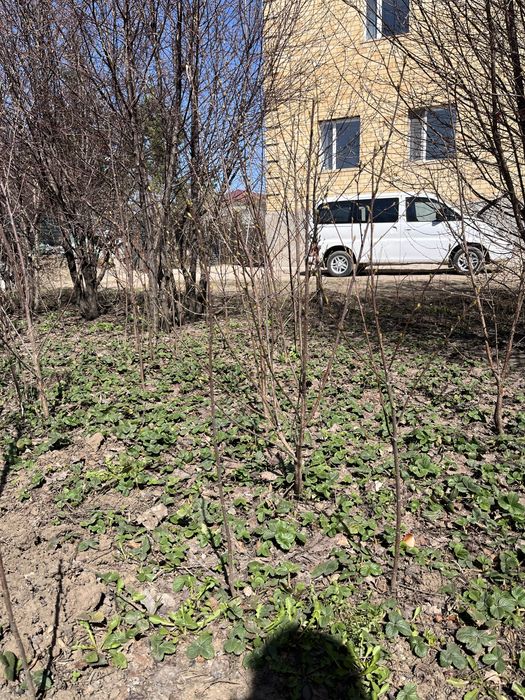 Санжинцы вишня облепиха сирень