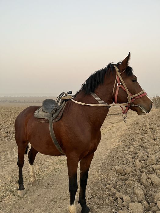 3 жасар міңгі жуас тай сатылады