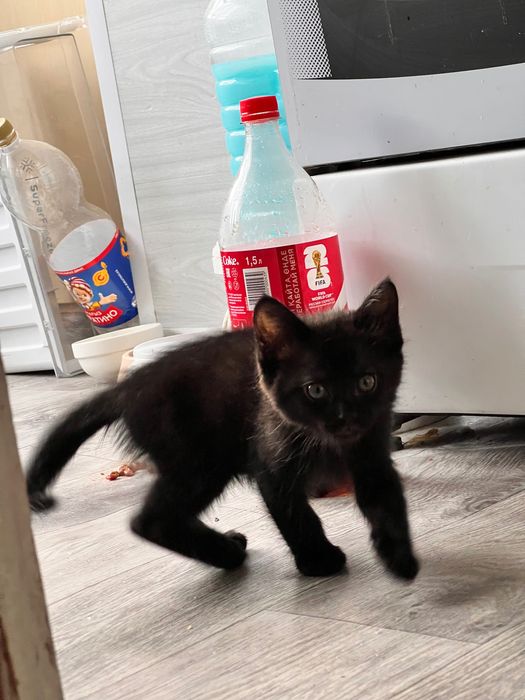 Котята полтора месяца