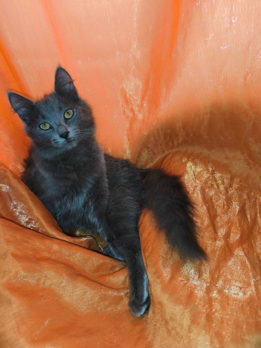 Продавам британски късокосмести долгокосмести котенца