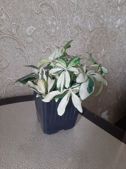 Продам комнатные цветы