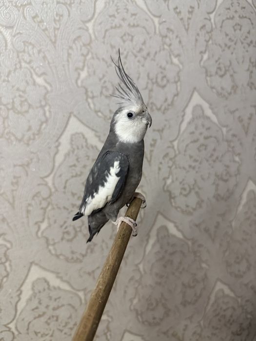 попугай, корелла