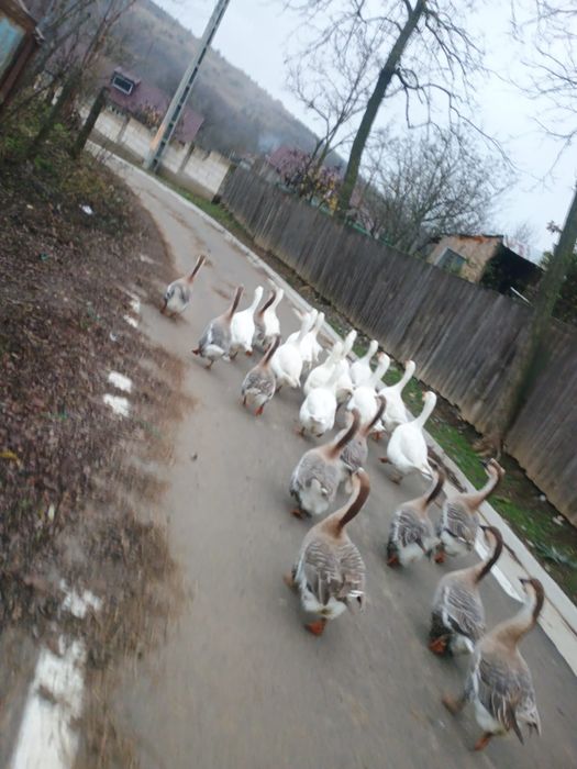 Vând gâște gri cu alb