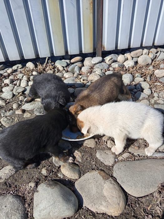 Щенки звонки в добрые руки!