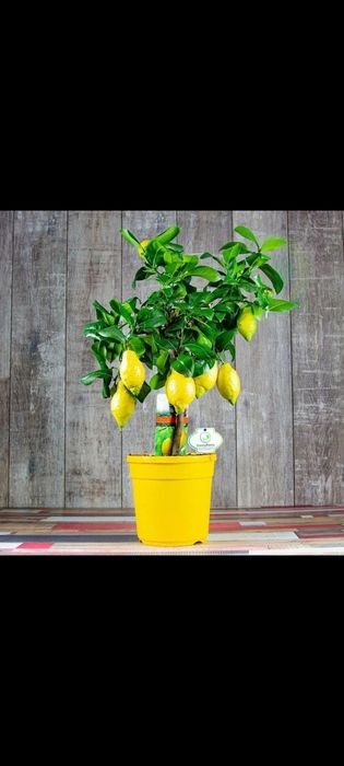 Лимоны Мандарины комнатные растения